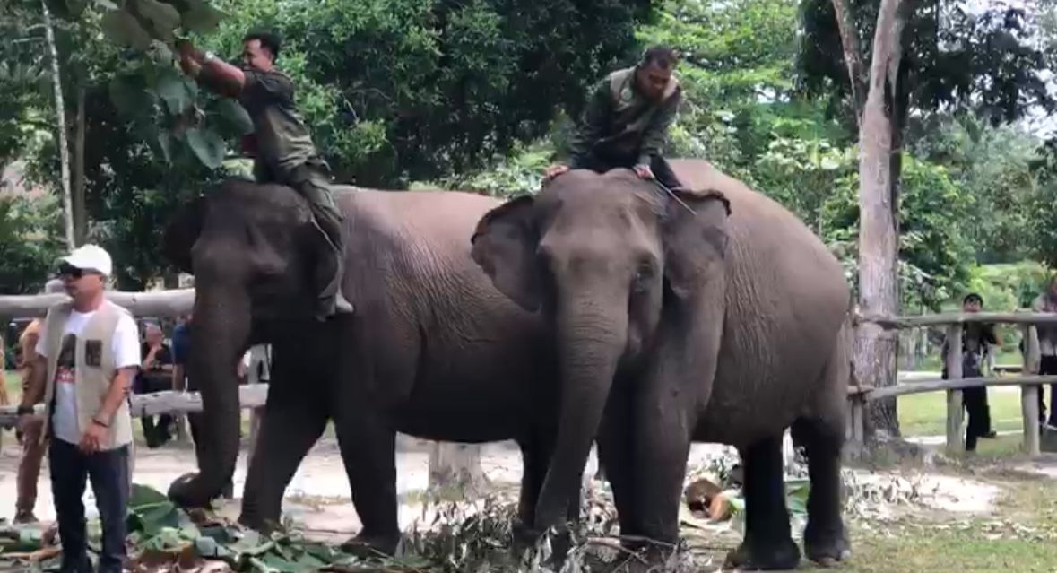Wisata Edukasi Gajah di Tesso Nilo, Upaya Jaga Populasi yang Kian Terancam
