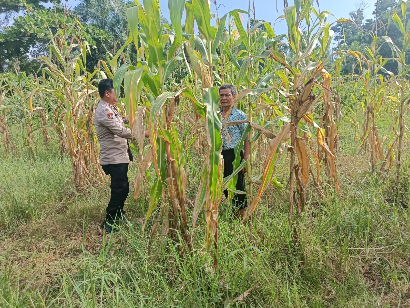 Tanaman Jagung di Lahan Polsek Rimba Melintang Terus Berkembang