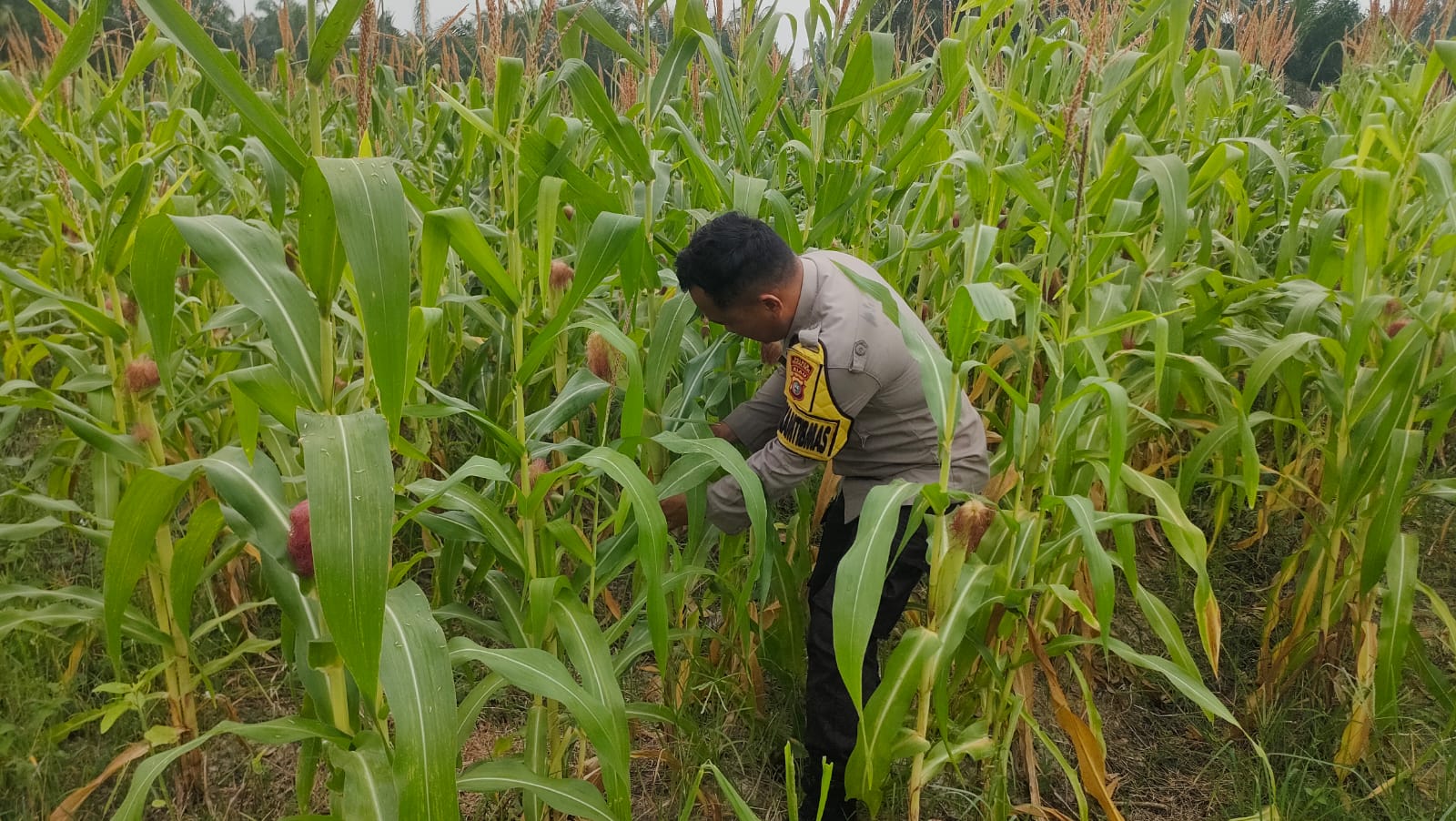 Polisi Cek Perkembangan Ketahanan Pangan di Lahan Belakang Polsek Rimba Melintang