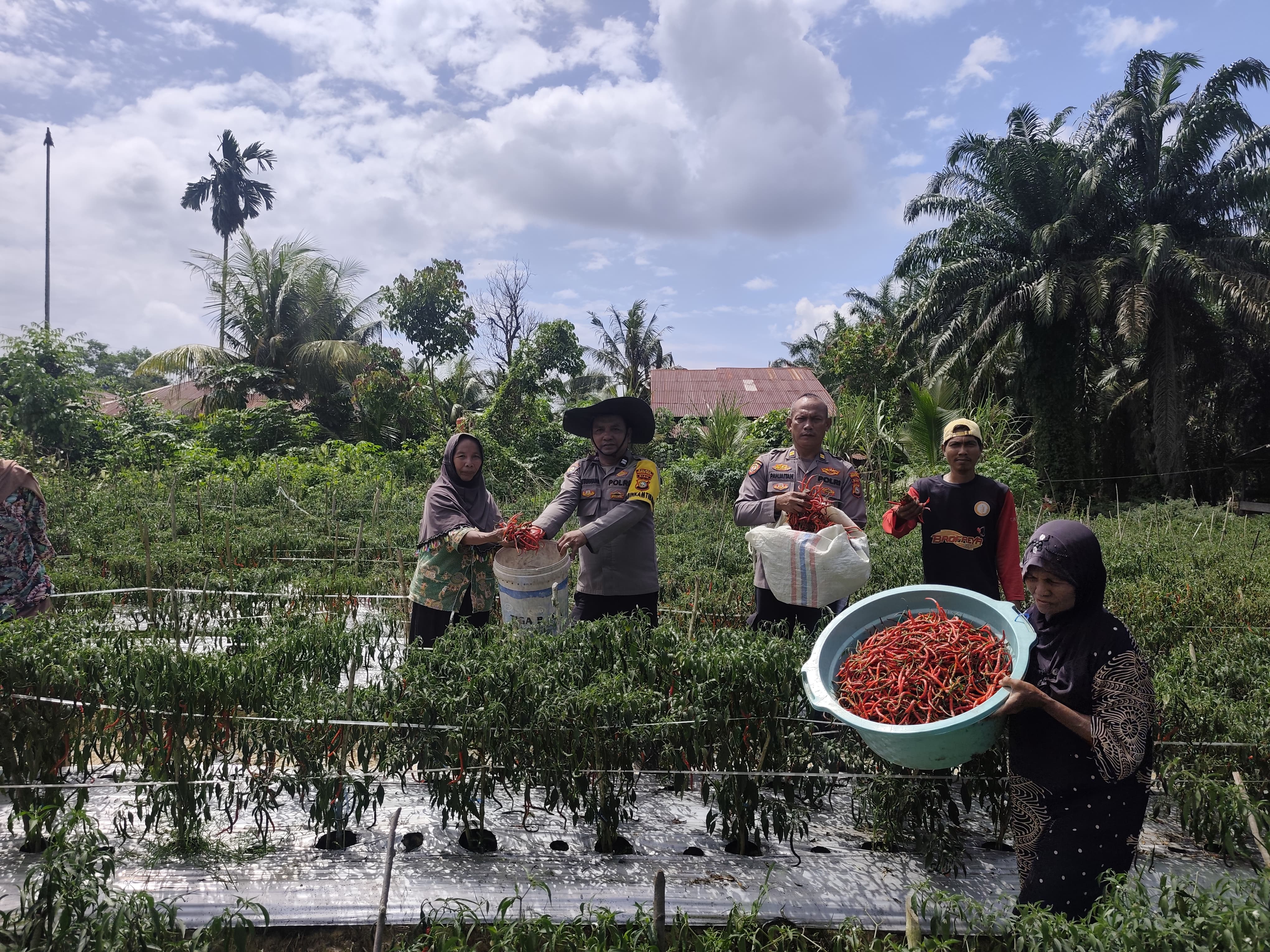 Bhabinkamtibmas Rohil Dampingi Petani Panen Cabe Demi Swasembada Pangan