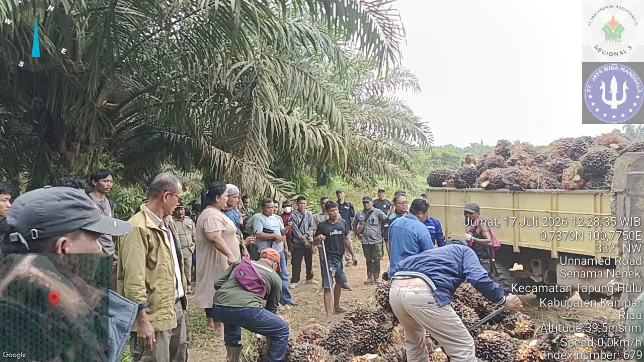 PTPN IV Regional III Gagalkan Dugaan Penjarahan 4,5 Ton Sawit di Kampar