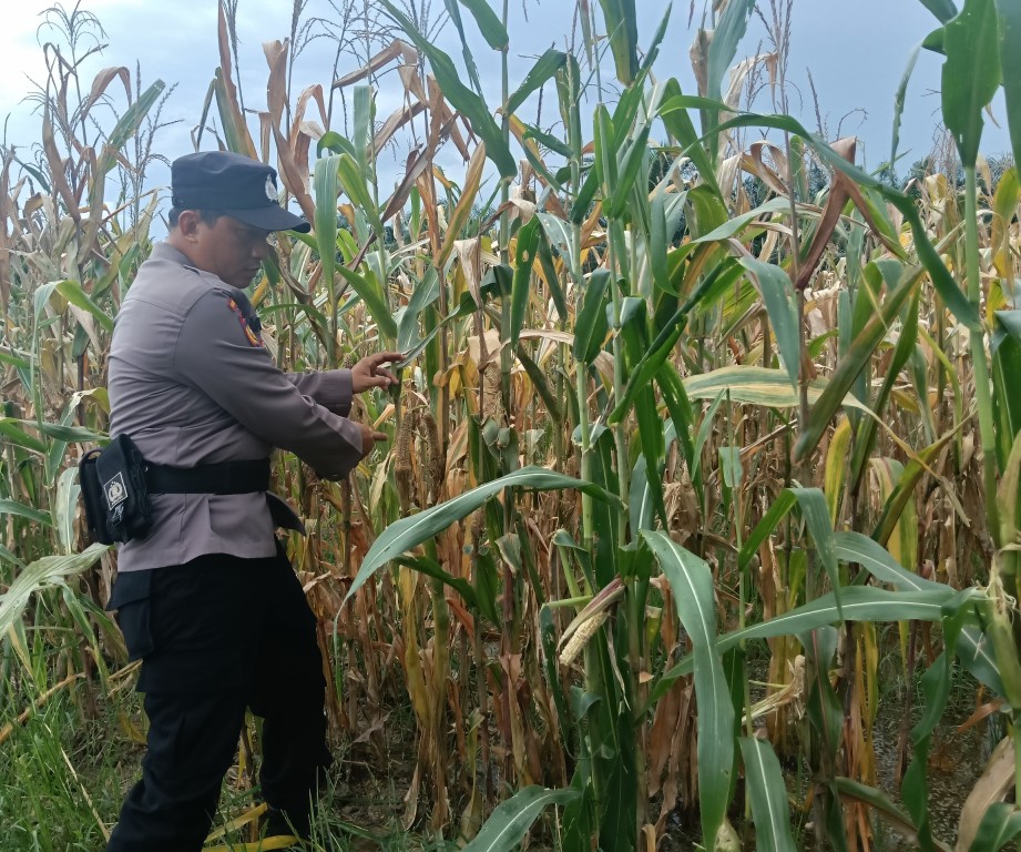 Diserang Hama Tikus, Tanaman Jagung Ketahanan Pangan di Rimba Melintang Alami Gagal Panen