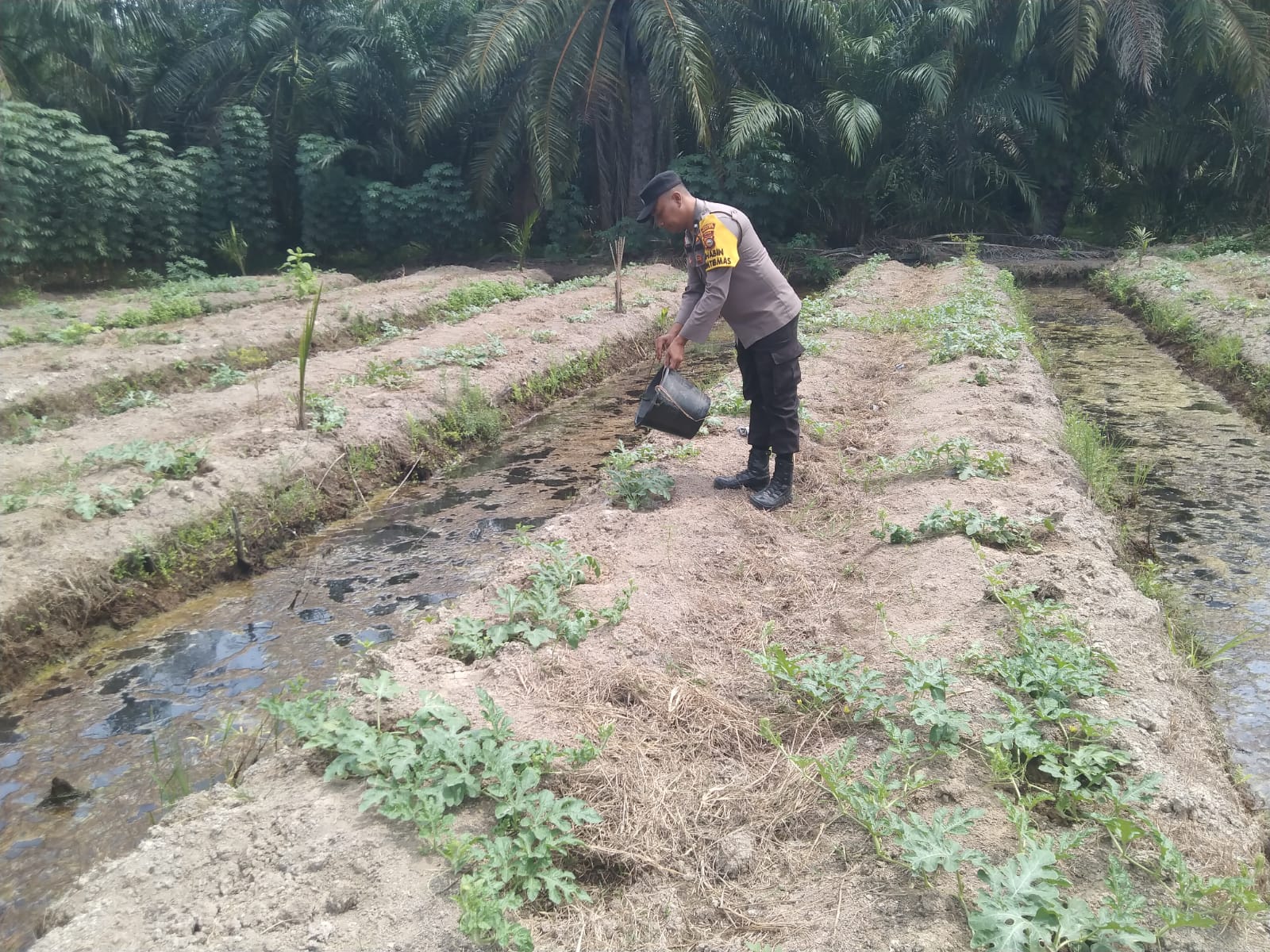 Dukung Ketahanan Pangan, Bhabinkamtibmas Bangko Pusako Sambangi Petani Semangka