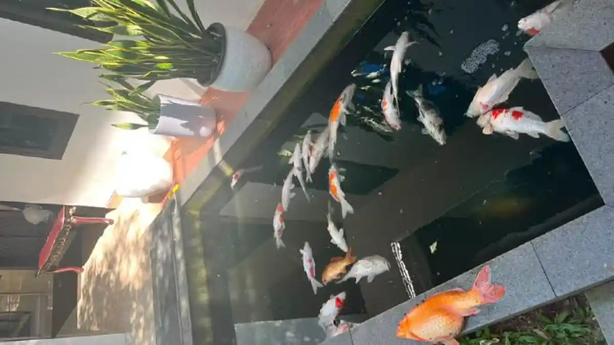 Listrik Padam, Puluhan Ikan Koi Peliharaan Wali Kota Pekanbaru Mati 