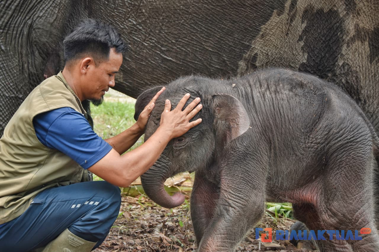 Penampakan Bayi Gajah 'Lisa' yang Baru Lahir di Tesso Nilo, Sehat dan Langsung Berdiri