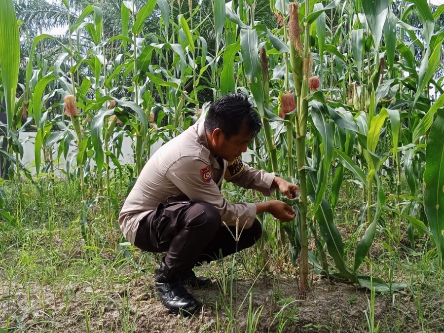 Dukung Ketapang, Polsek Rimba Melintang Tanam Jagung di Belakang Kantor