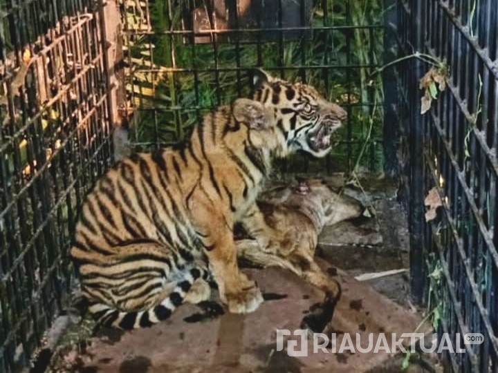 Usai Dievakuasi BBKSDA Riau, Anak Harimau Sumatera Dirawat di Yayasan Arsari Djojohadikusumo