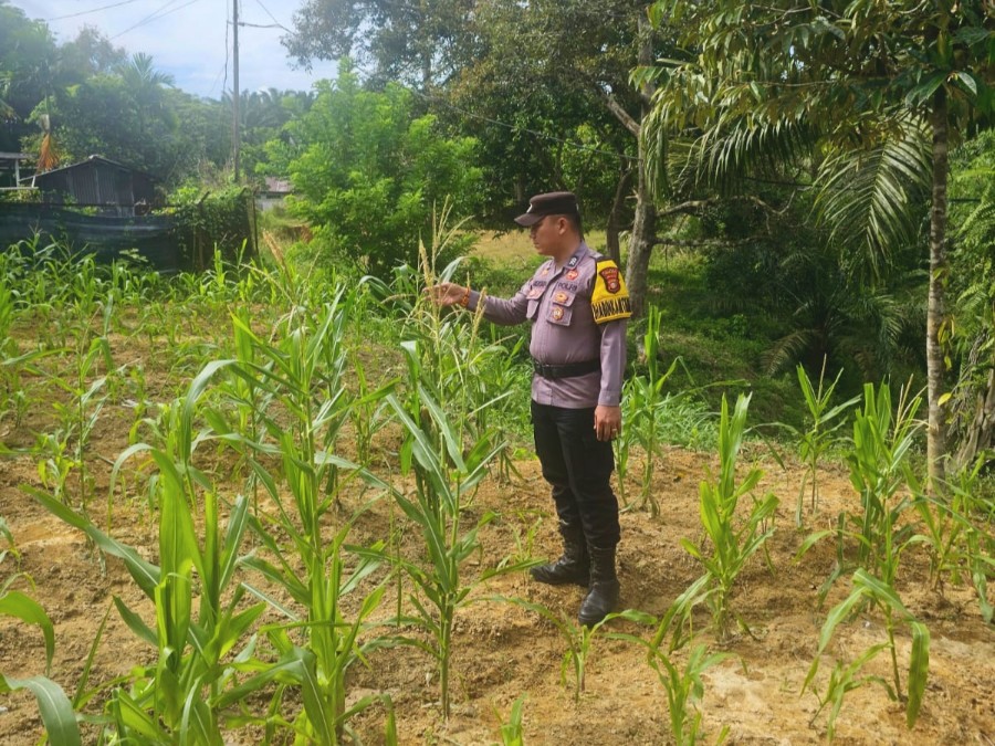 Polisi dan Perusahaan Kolaborasi Tanam Jagung Program Ketapang di Rimba Melintang 