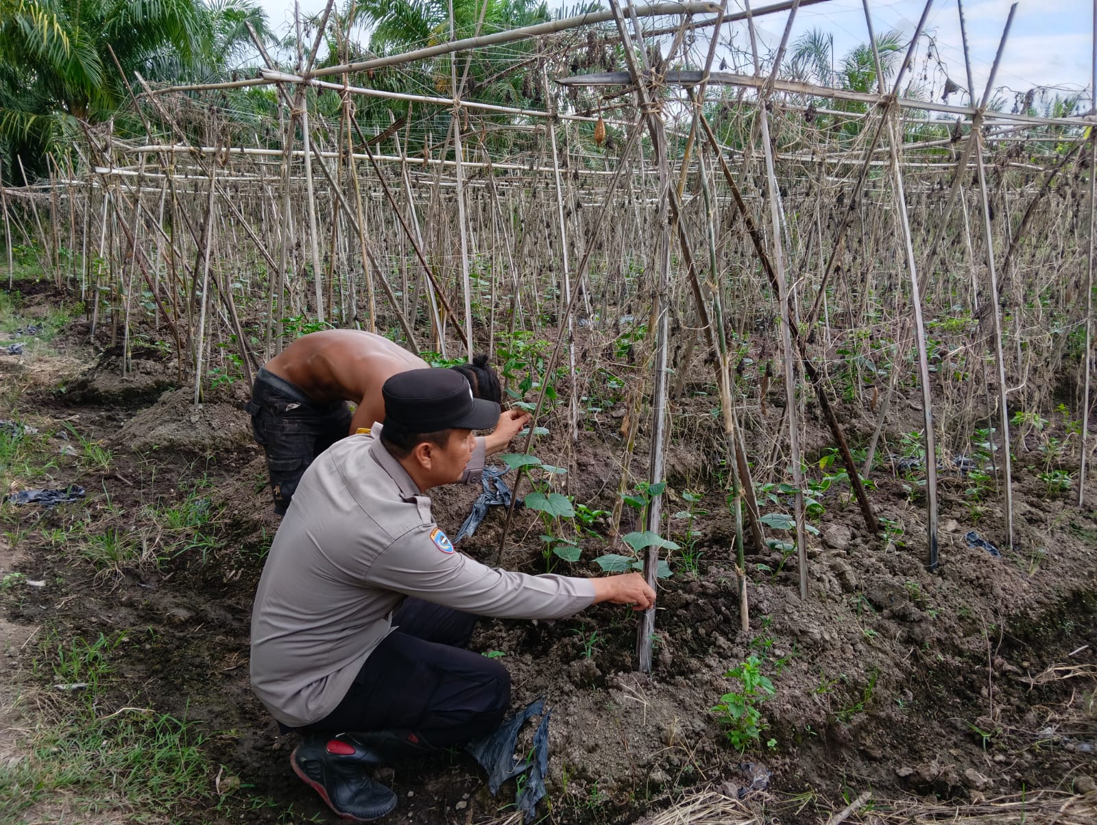 Dukung Ketahanan Pangan, Polisi Turun Langsung ke Lahan Petani Pare di Rohil