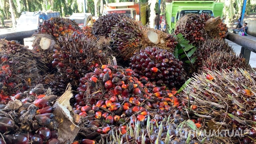Harga TBS Kelapa Sawit Mitra Plasma di Riau Capai Rp3.884 per Kilogram