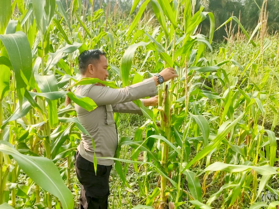 Polsek Rimba Melintang Intensif Pantau Ketahanan Pangan