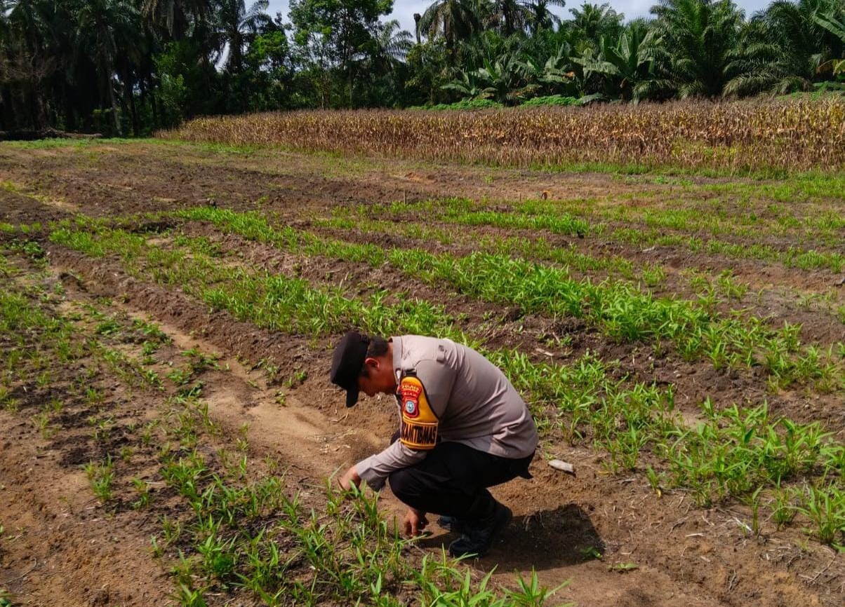 Dukung Ketahanan Pangan, Polisi Sambangi Petani Kangkung di Bangko Lestari