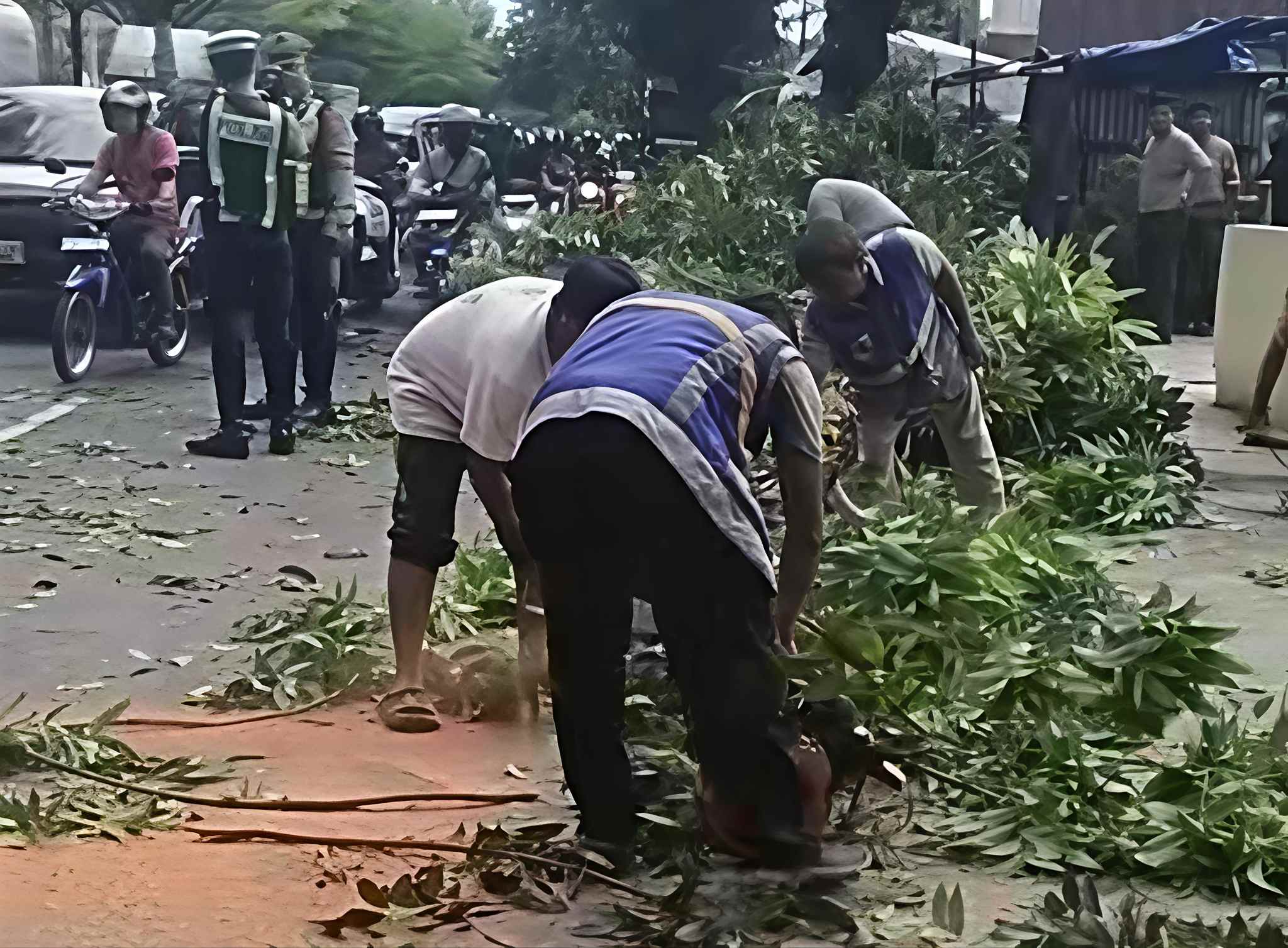 Innova Ringsek Ditimpa Pohon di Sudirman, DLHK Pekanbaru Temukan Akar Bekas Dibakar