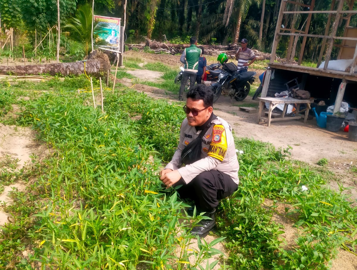 Polisi Sambangi Petani Kangkung di Bangko Balam Rohil, Dukung Ketahanan Pangan