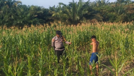 Dukung Ketahanan Pangan, Polisi Sambangi Petani Jagung di Bangko Pusako