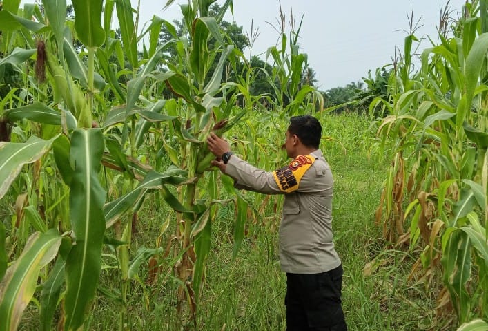 Bhabinkamtibmas Polsek Rimba Melintang Monitoring Jagung Program Ketahanan Pangan di Karya Mukti