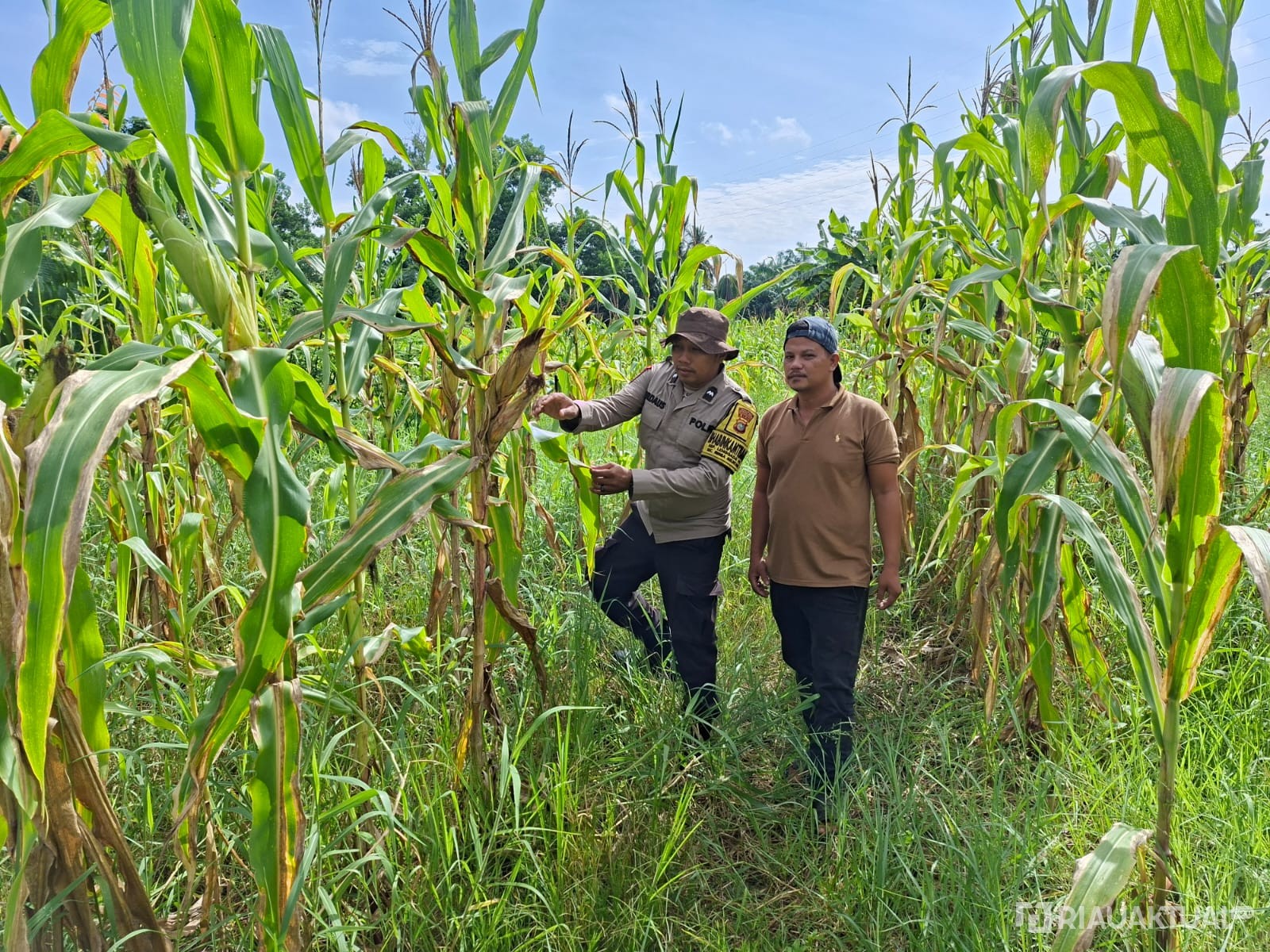 Polsek Rimba Melintang Pantau Pertumbuhan Jagung Ketahanan Pangan di Lenggadai Hilir