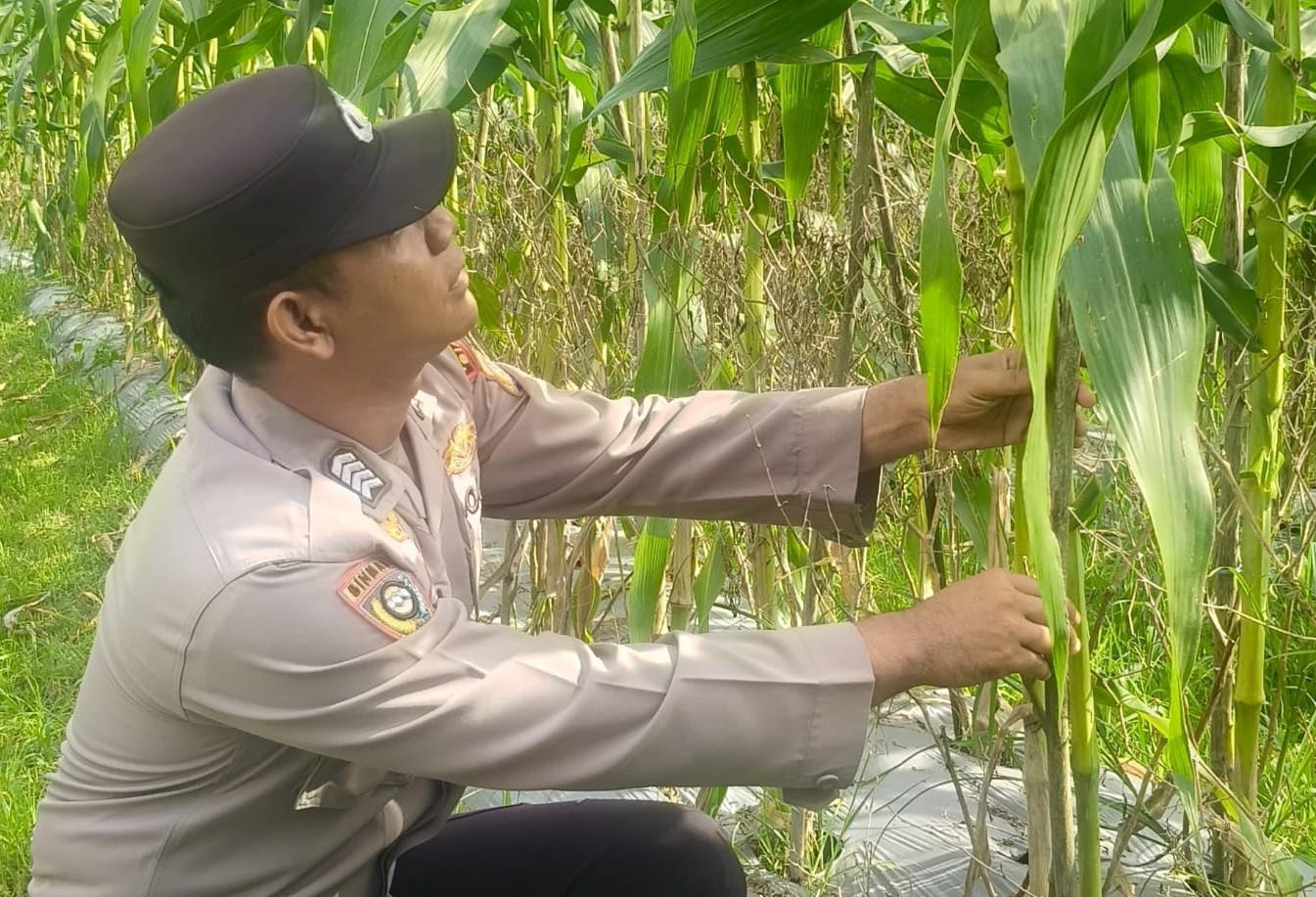 Dukung Swasembada Nasional, Bripka Surya Lesman Aktif Dampingi Petani Jagung di Siak