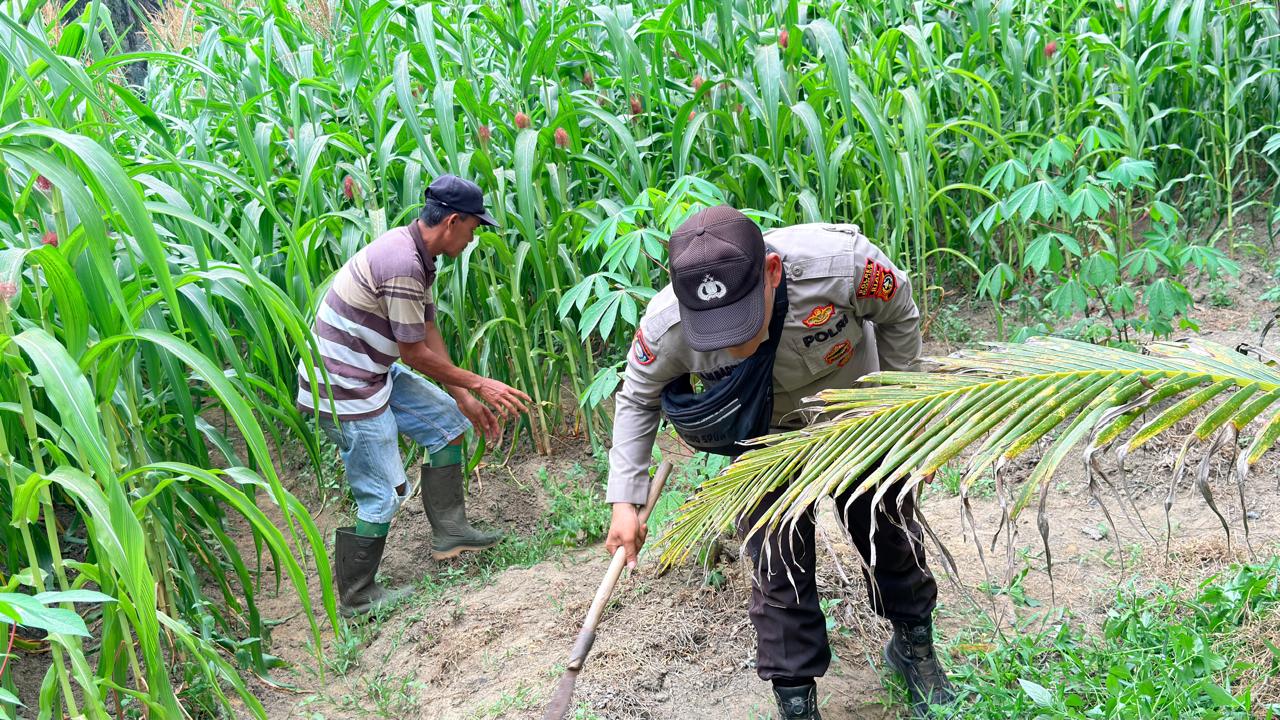 Polisi di Rohil Turut Bersihkan Lahan Jagung Petani Dukung Ketahanan Pangan