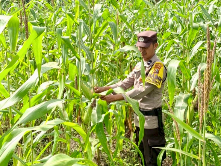 Polsek Rimba Melintang Pantau Perkembangan Jagung Ketahanan Pangan, Dukung Asta Cita Presiden
