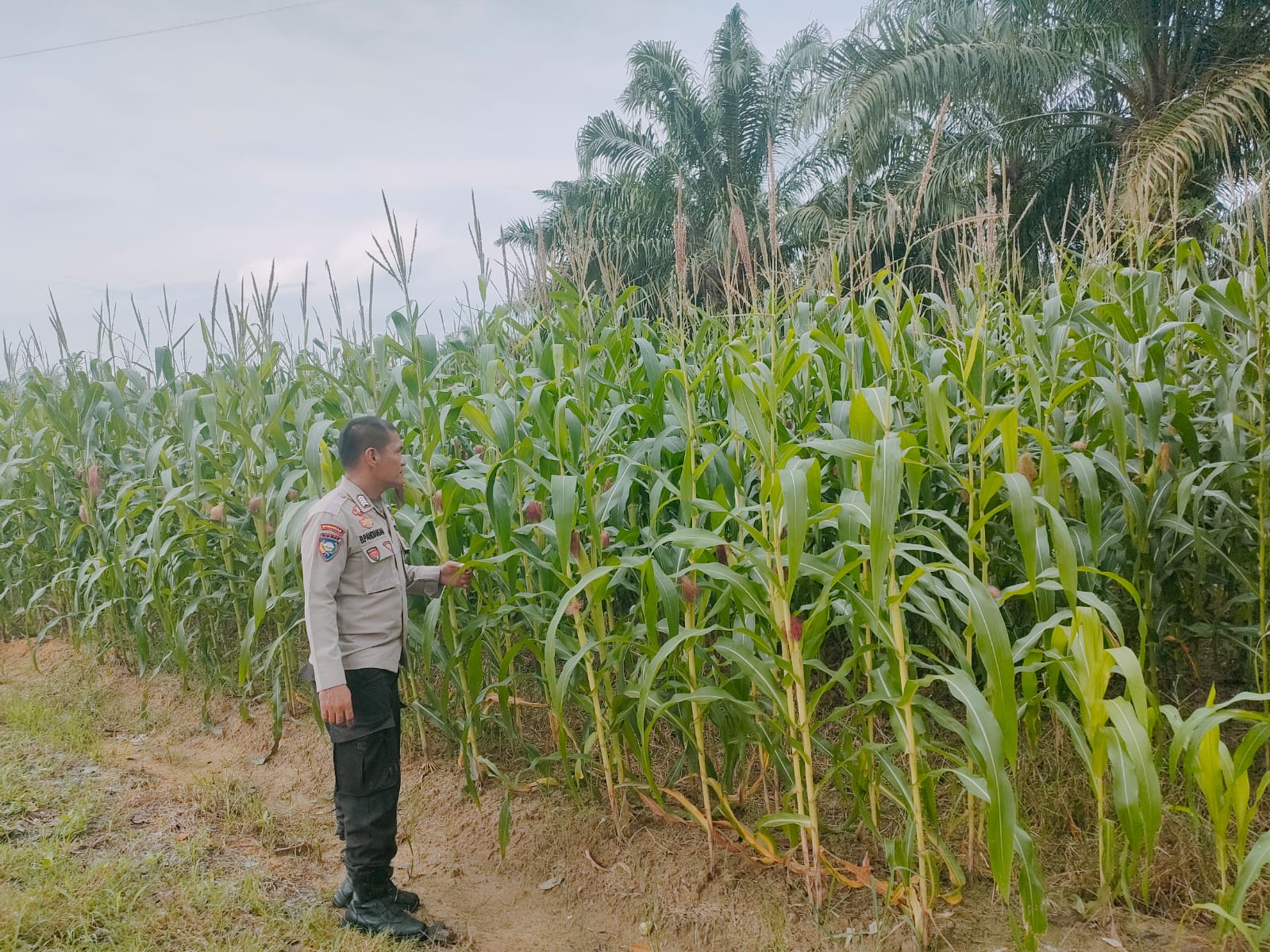 Polsek Rimba Melintang Cek Perkembangan Lahan Jagung Program Ketahanan Pangan di Rohil