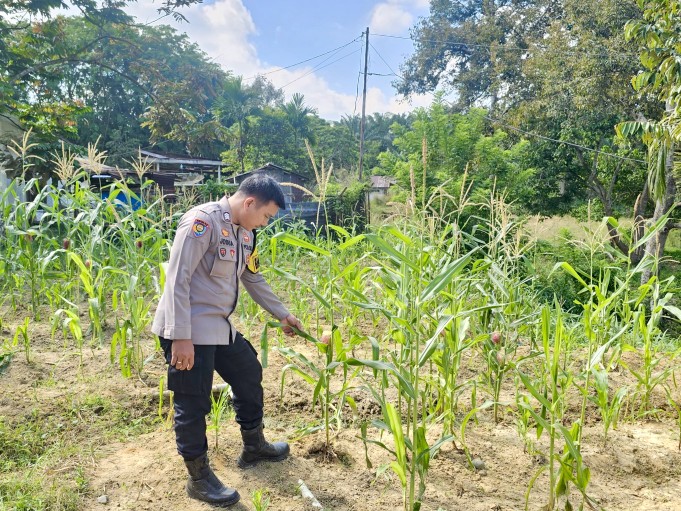 Polsek Rimba Melintang Pantau Pertumbuhan Jagung Ketahanan Pangan di PT GMR