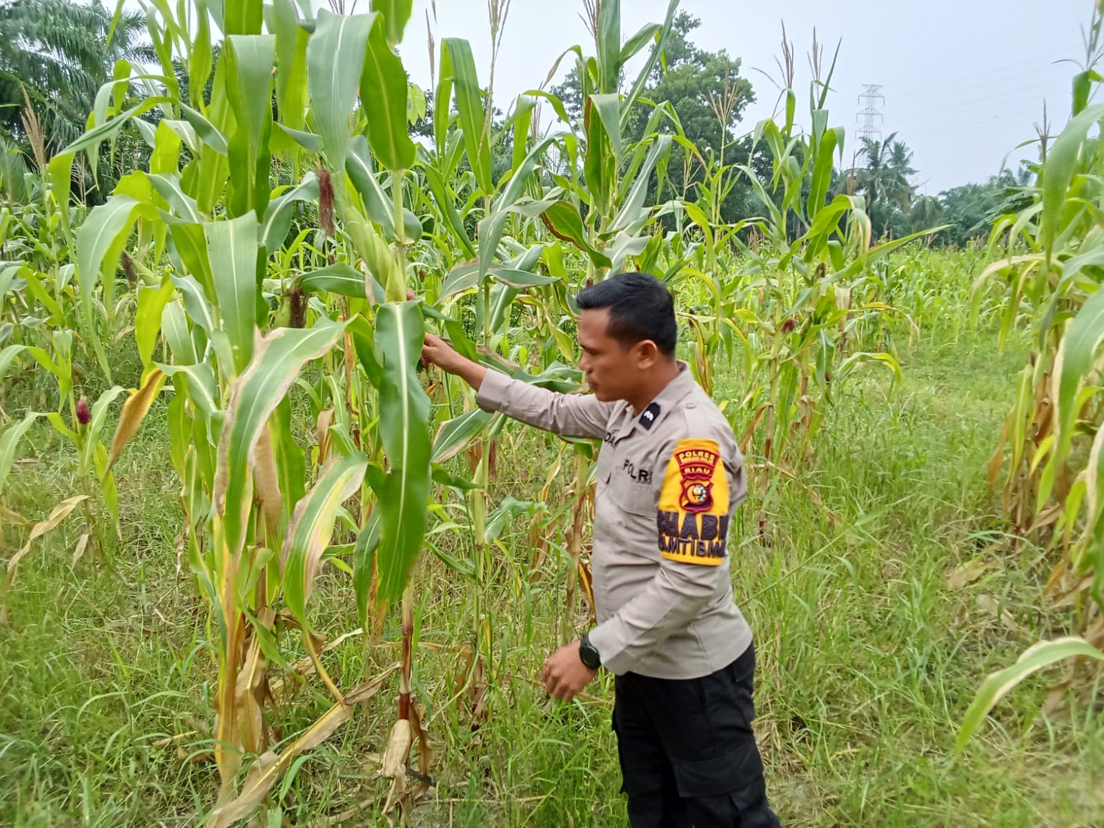 Polsek Rimba Melintang Cek Lahan Jagung Ketahanan Pangan di Kepenghuluan Karya Mukti
