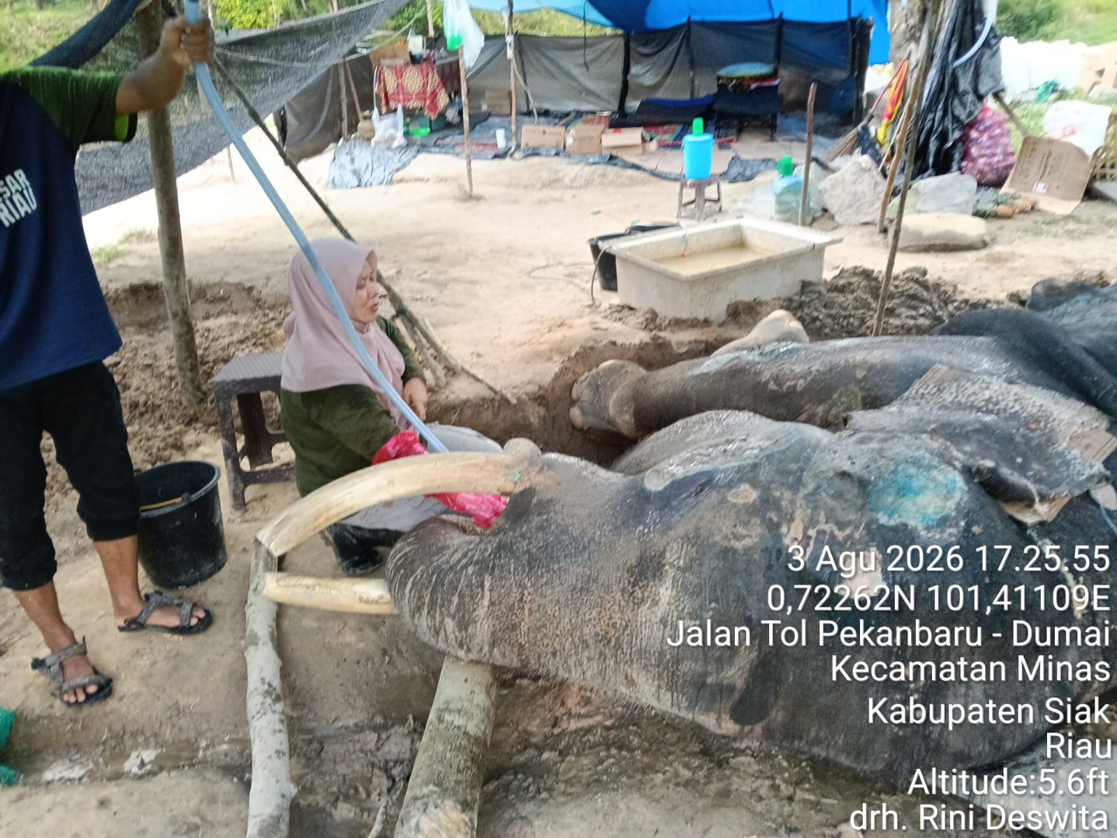 Diduga Infeksi Saluran Pencernaan, Gajah Binaan PLG Minas Bernama Jovi Mati Usai Dirawat Intensif