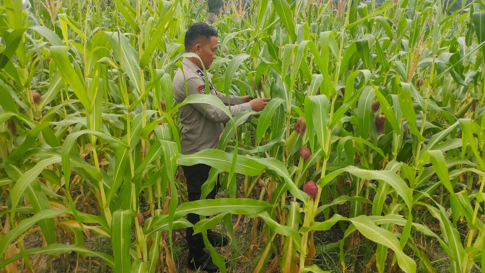 Asta Cita Presiden, Polsek Rimba Melintang Pantau Perkembangan Jagung Ketahanan Pangan