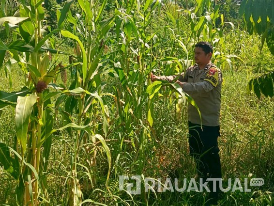 Polsek Rimba Melintang Rutin Pantau Lahan Jagung Ketahanan Pangan
