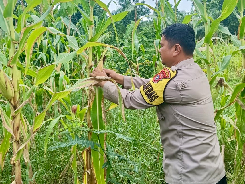 Polsek Rimba Melintang Cek Perkembangan Jagung Program Ketahanan Pangan di Lahan 2 Hektare