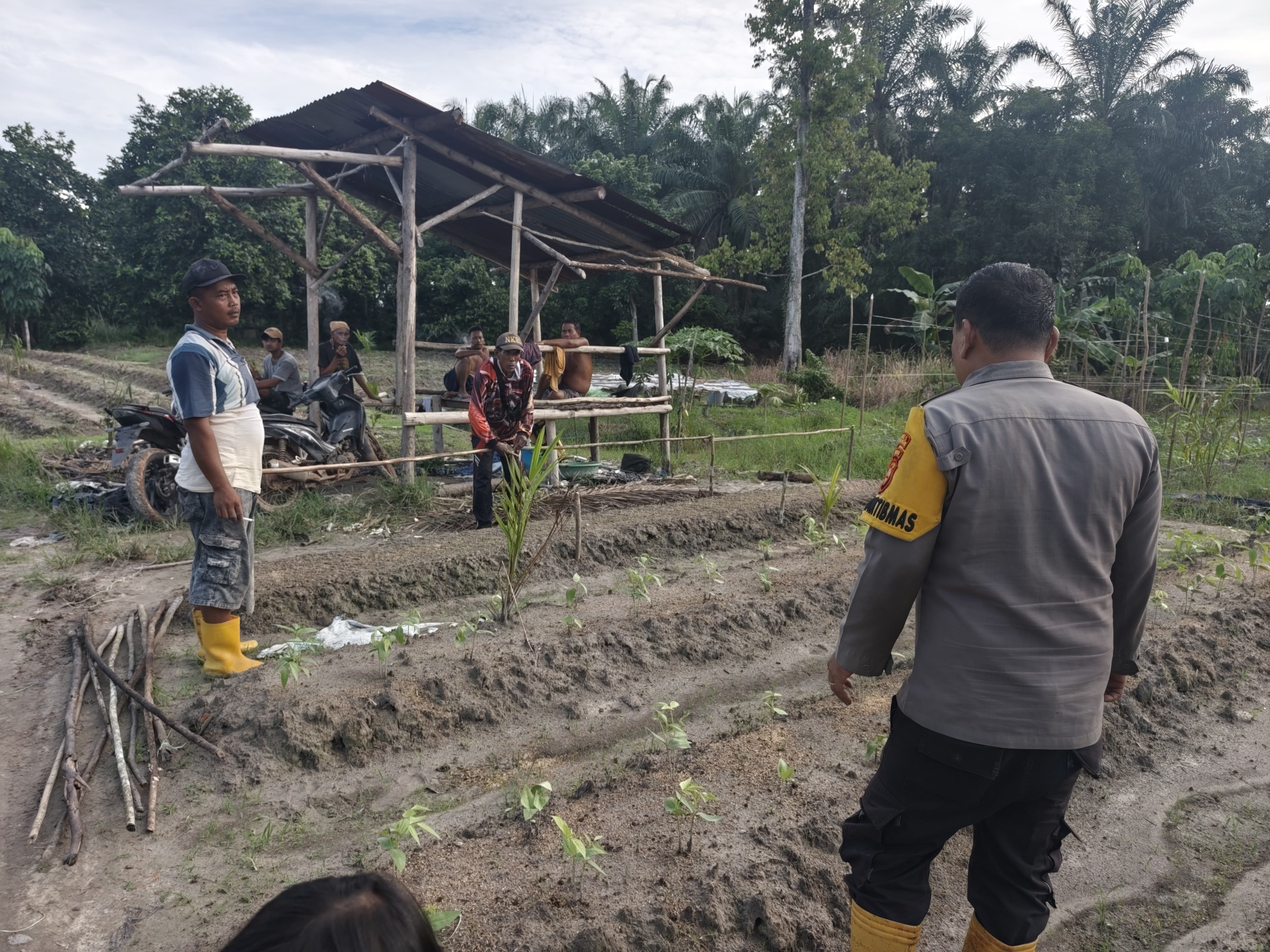 Dukung Ketahanan Pangan, Polisi Sambangi Petani Kacang Panjang di Bangko Pusako