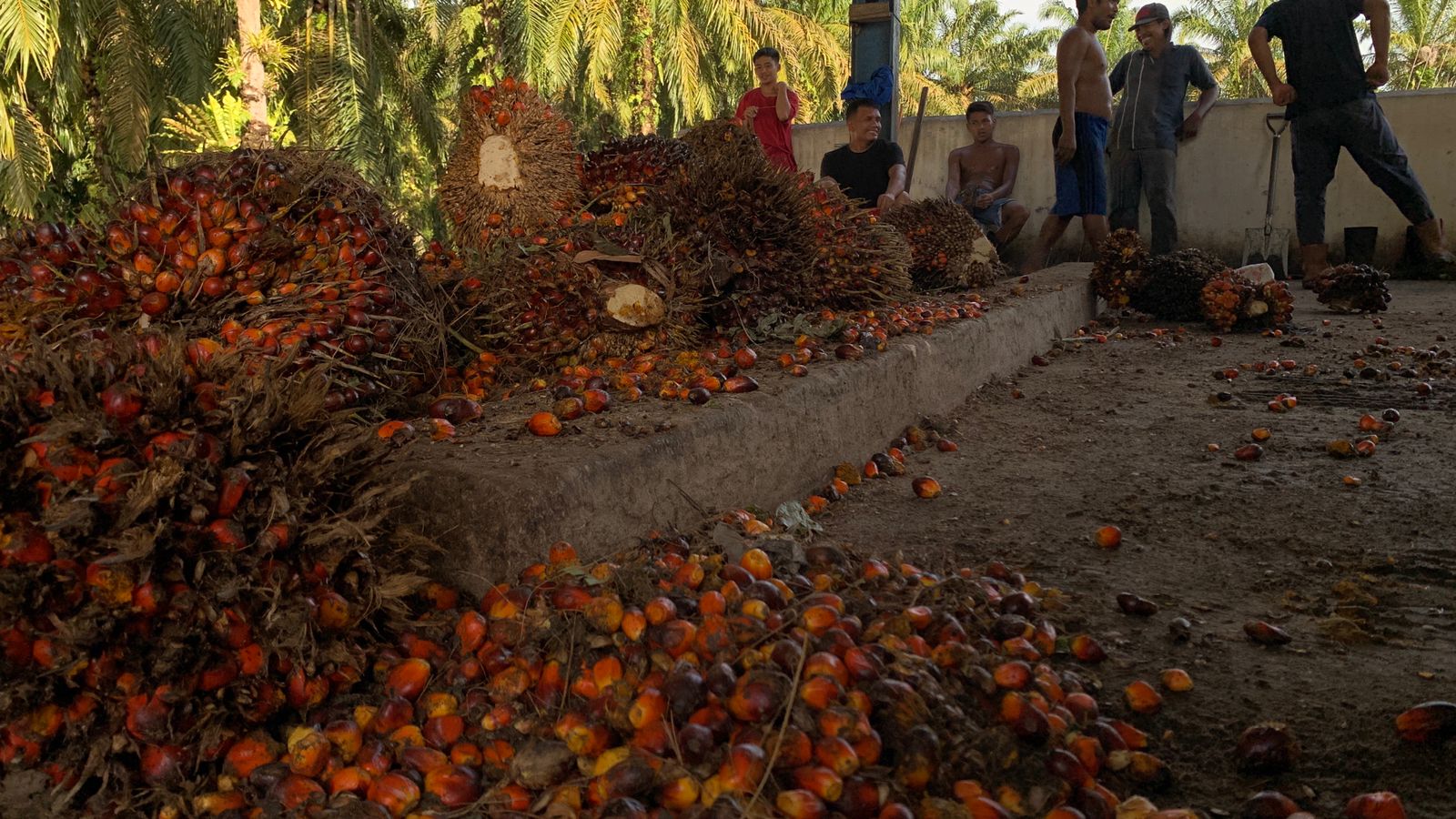 Harga TBS Kelapa Sawit Mitra Plasma di Riau Tembus Rp3.906 per Kilogram