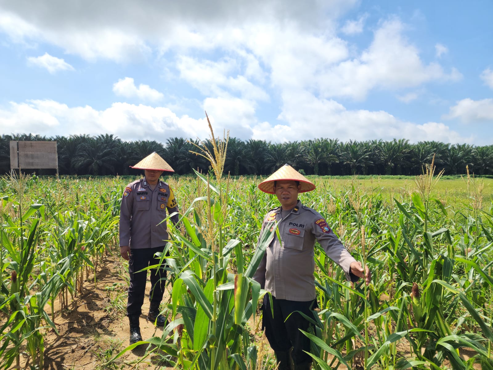 Polisi dan Kelompok Tani di Rohil Kompak Kembangkan Jagung Ketahanan Pangan