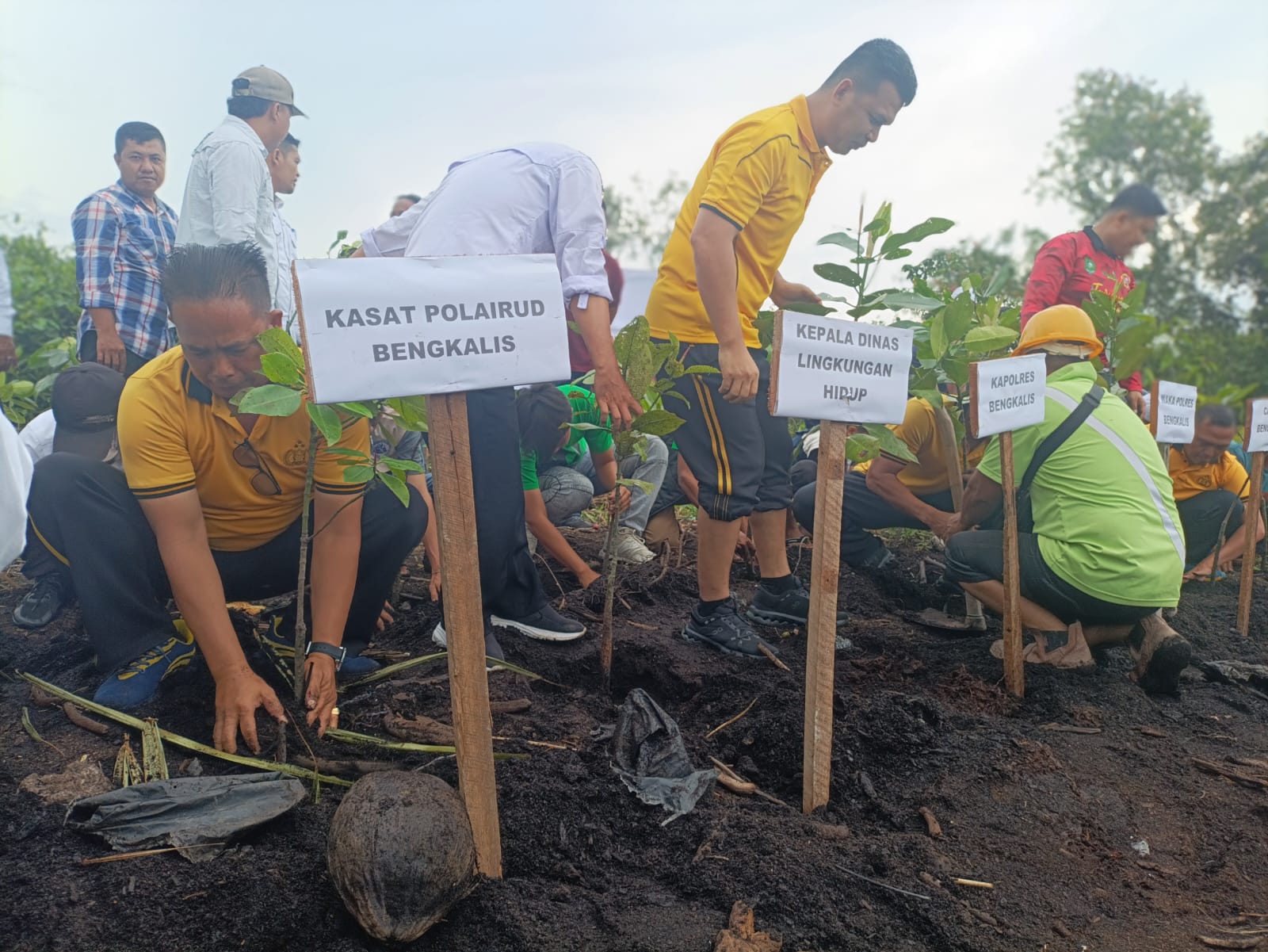 Sambut Hari Bhayangkara ke-80, Polres Bengkalis Hijaukan Pantai Meskom dengan Mangrove