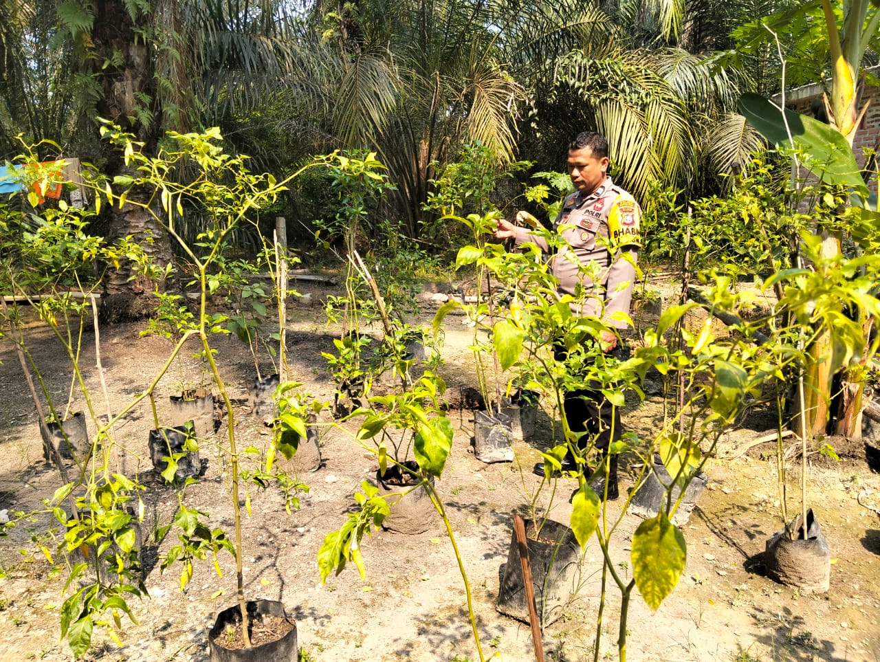 Dukung Ketahanan Pangan, Polisi di Rohil Sambangi Petani Cabai dan Pembudidaya Lele