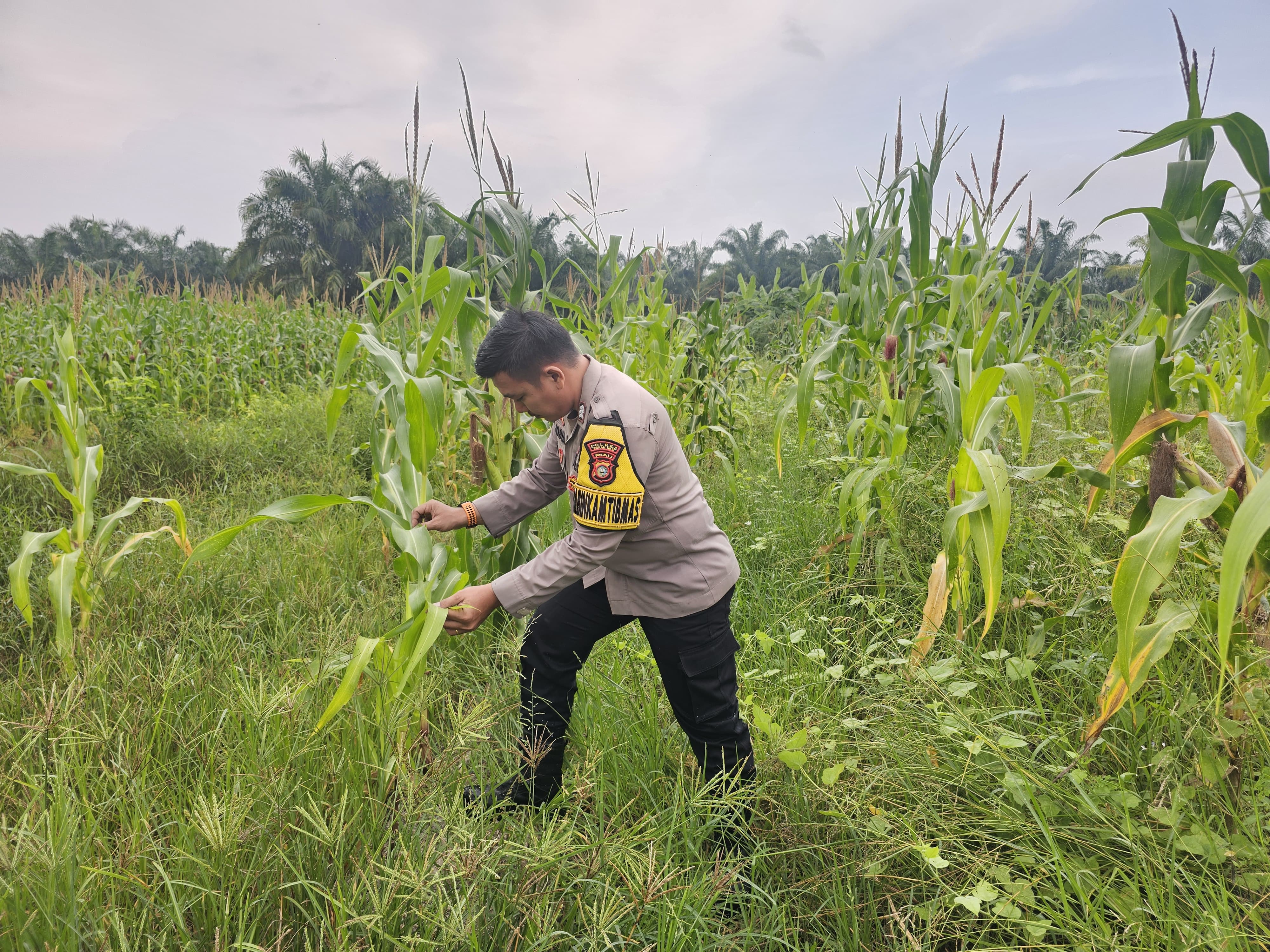 Dukung Ketahanan Pangan Nasional, Polsek Rimba Melintang Pantau Pertumbuhan Jagung di PT GMR