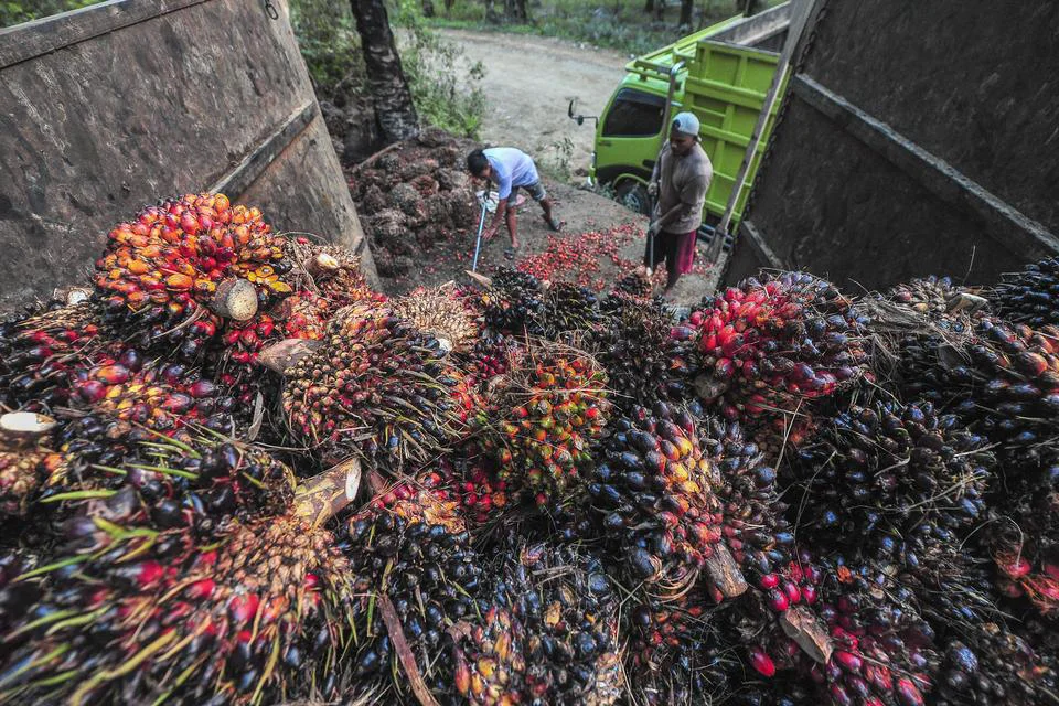 Harga TBS Sawit Diproyeksikan Turun Tipis 0,8% Sebulan ke Depan