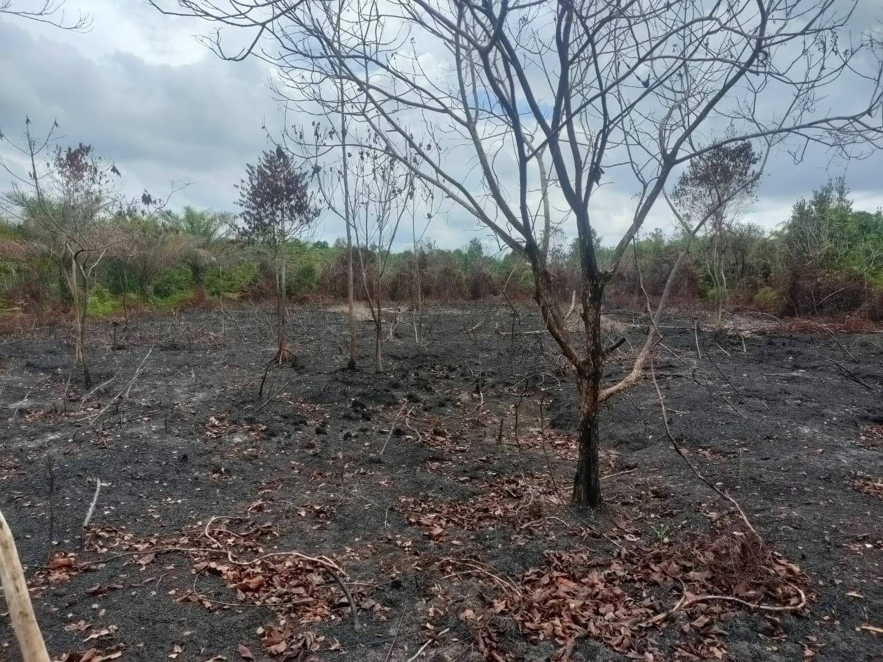 Polisi Tetapkan Tersangka Pembakar 35 Hektare Lahan di Rupat Utara