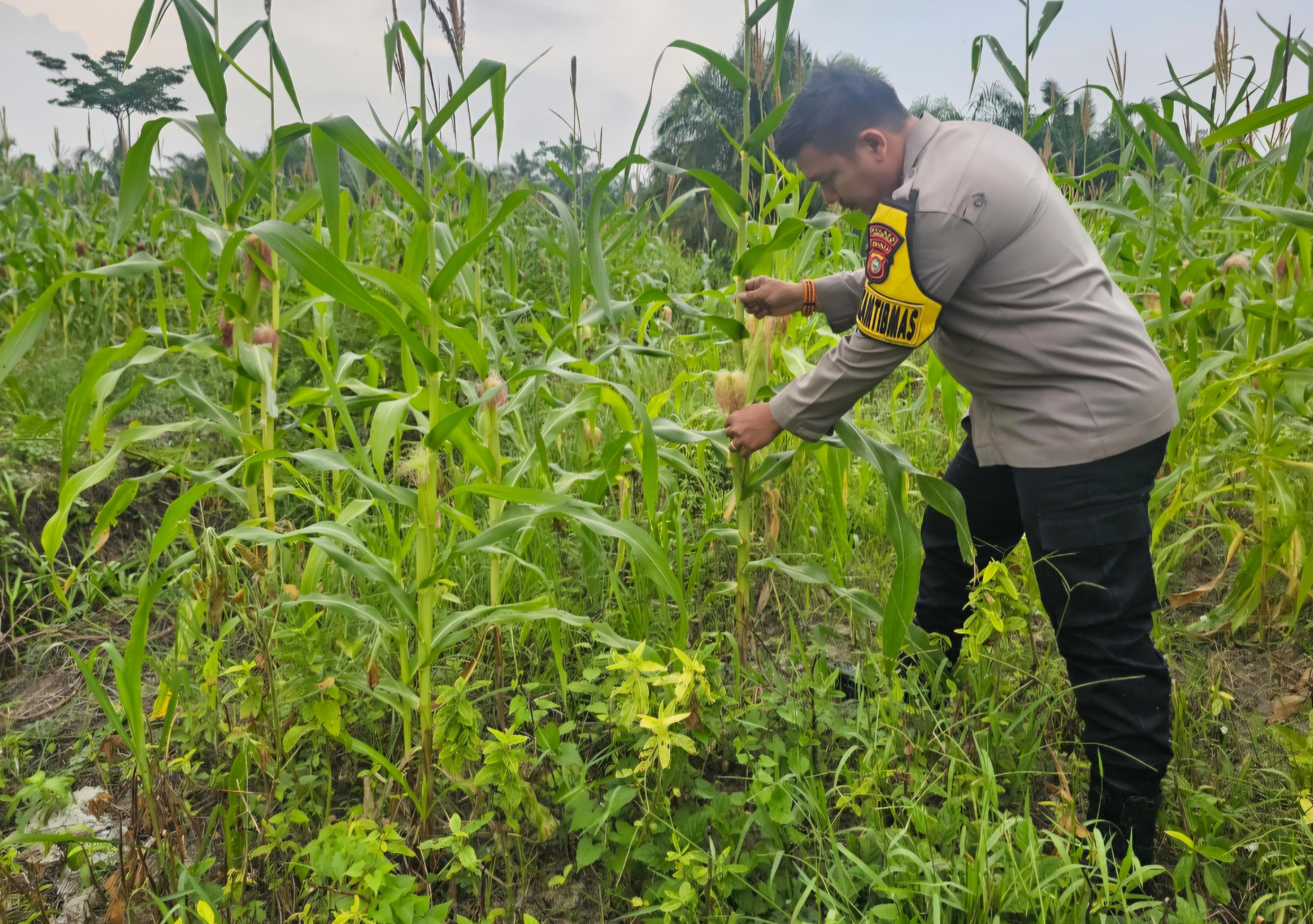 Polsek Rimba Melintang Pantau Pertumbuhan Jagung di PT GMR, Tanaman Tumbuh Subur dan Berdaun