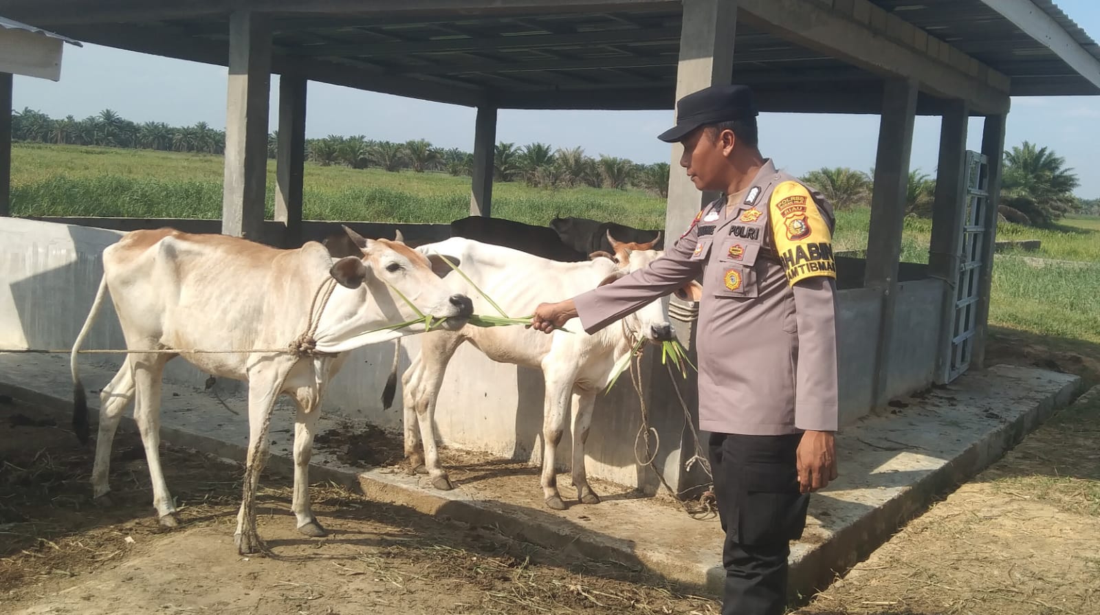 Sukseskan Program Ketahanan Pangan, Polisi di Rohil Data Peternak Sapi