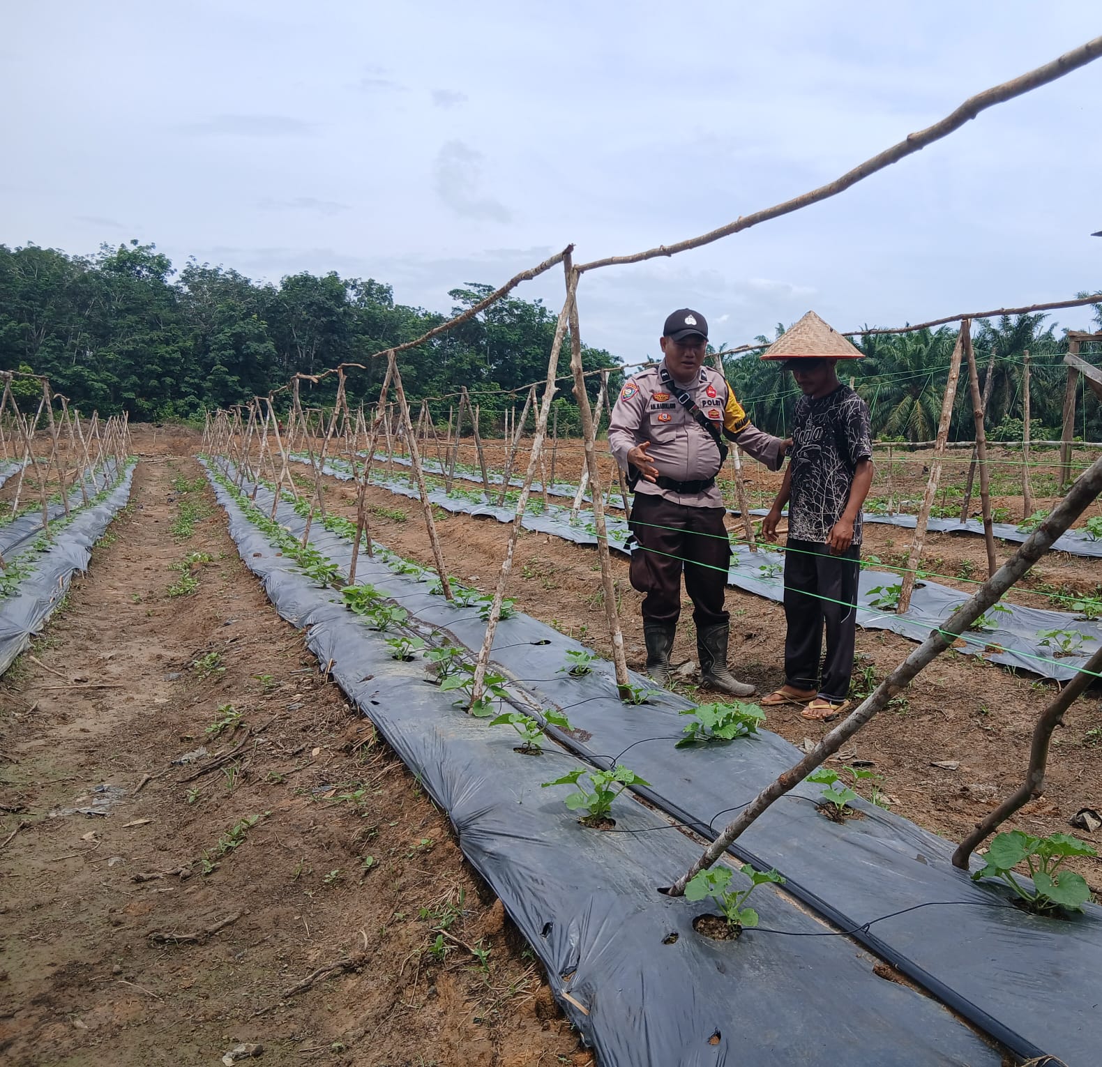 Polisi Sambangi Petani Melon di Rohil, Dukung Ketahanan Pangan Nasional