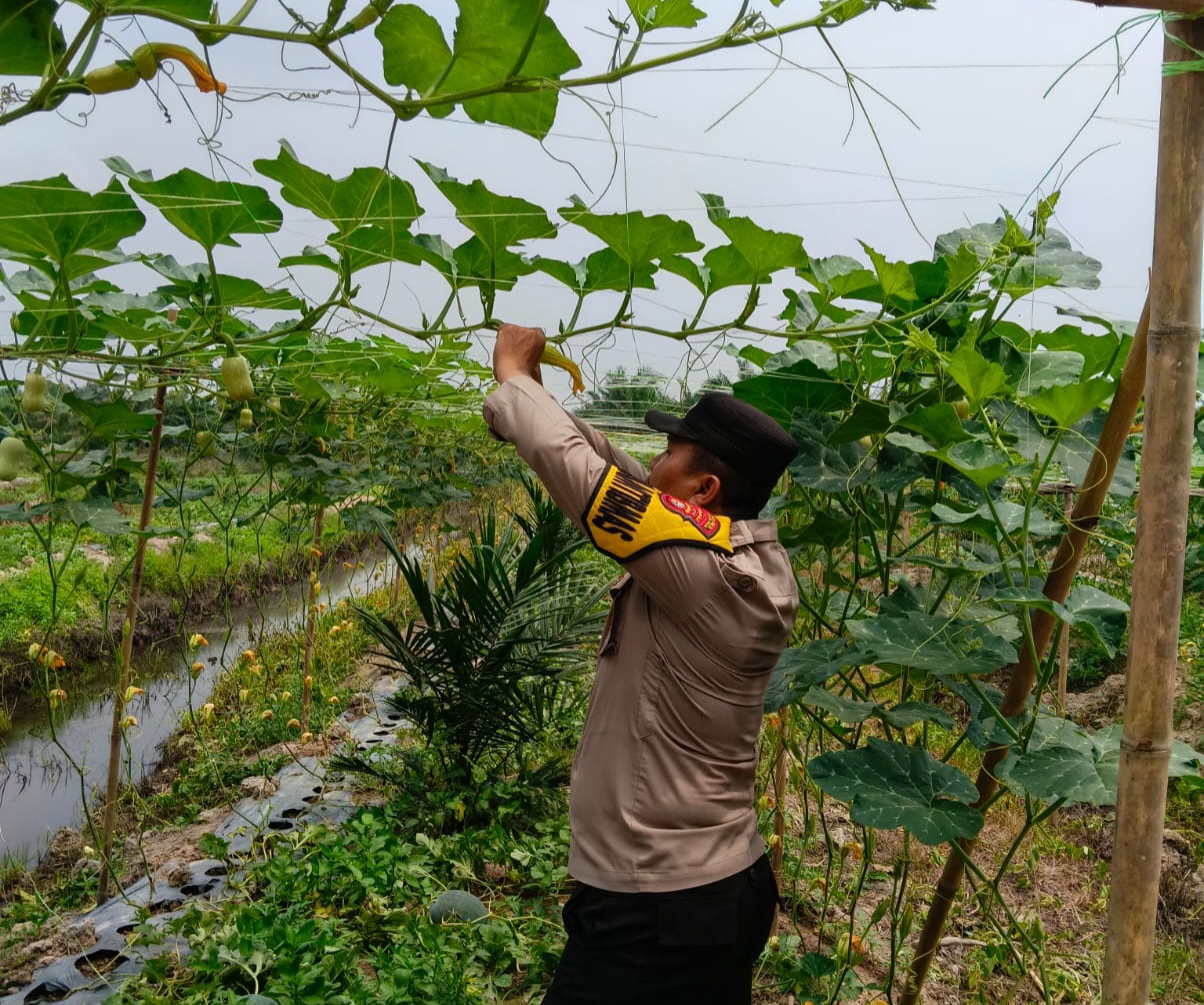 Dukung Asta Cita Presiden, Polisi di Bangko Pusako Sambangi Petani Labu Madu