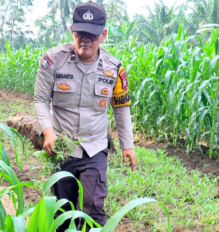 Polisi dan Warga Bersihkan Lahan Jagung Ketahanan Pangan di Bangko Balam