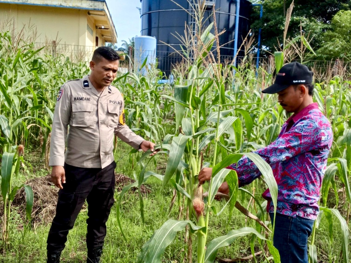 Polsek Rimba Melintang Cek Lahan Jagung Ketahanan Pangan di Kepenghuluan Karya Mukti