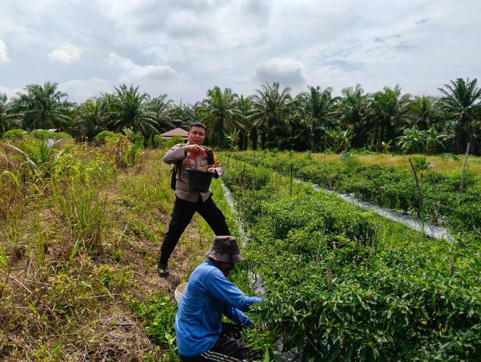 Polsek Bangko Pusako Sambangi Petani, Dukung Program Ketahanan Pangan 