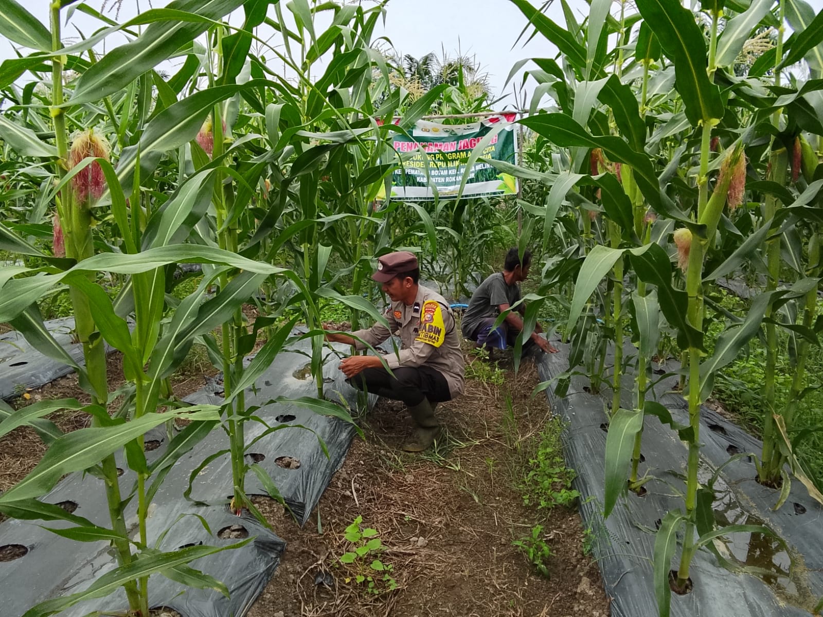 Bhabinkamtibmas Polsek Rimba Melintang Pantau Lahan Jagung Program Ketahanan Pangan