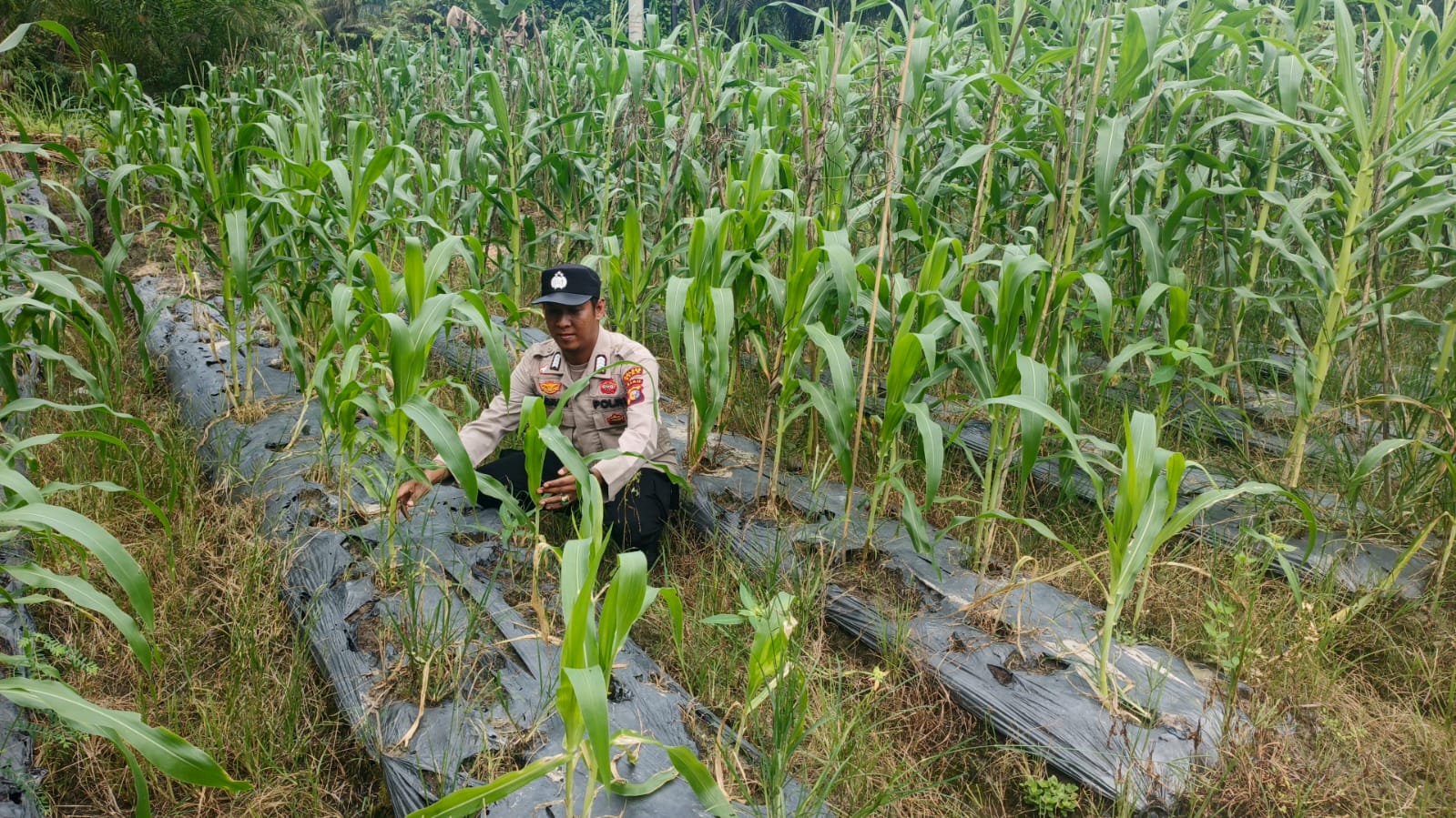 Dukung Swasembada Nasional, Bripka Ricky Hidayat Dampingi Petani Jagung di Siak