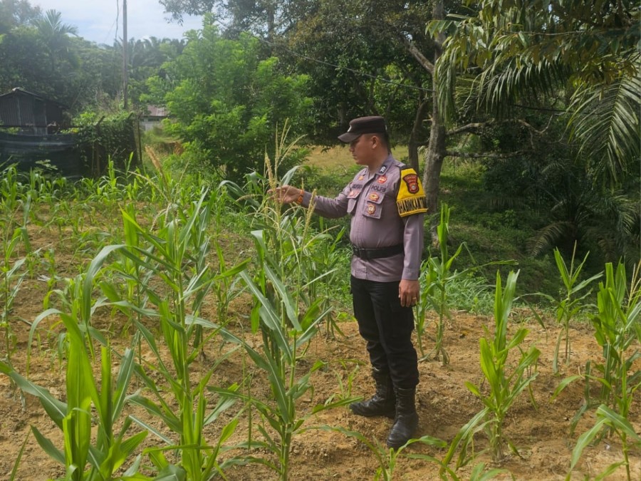 Polsek Rimba Melintang Cek Perkembangan Jagung Ketahanan Pangan di PT GMR