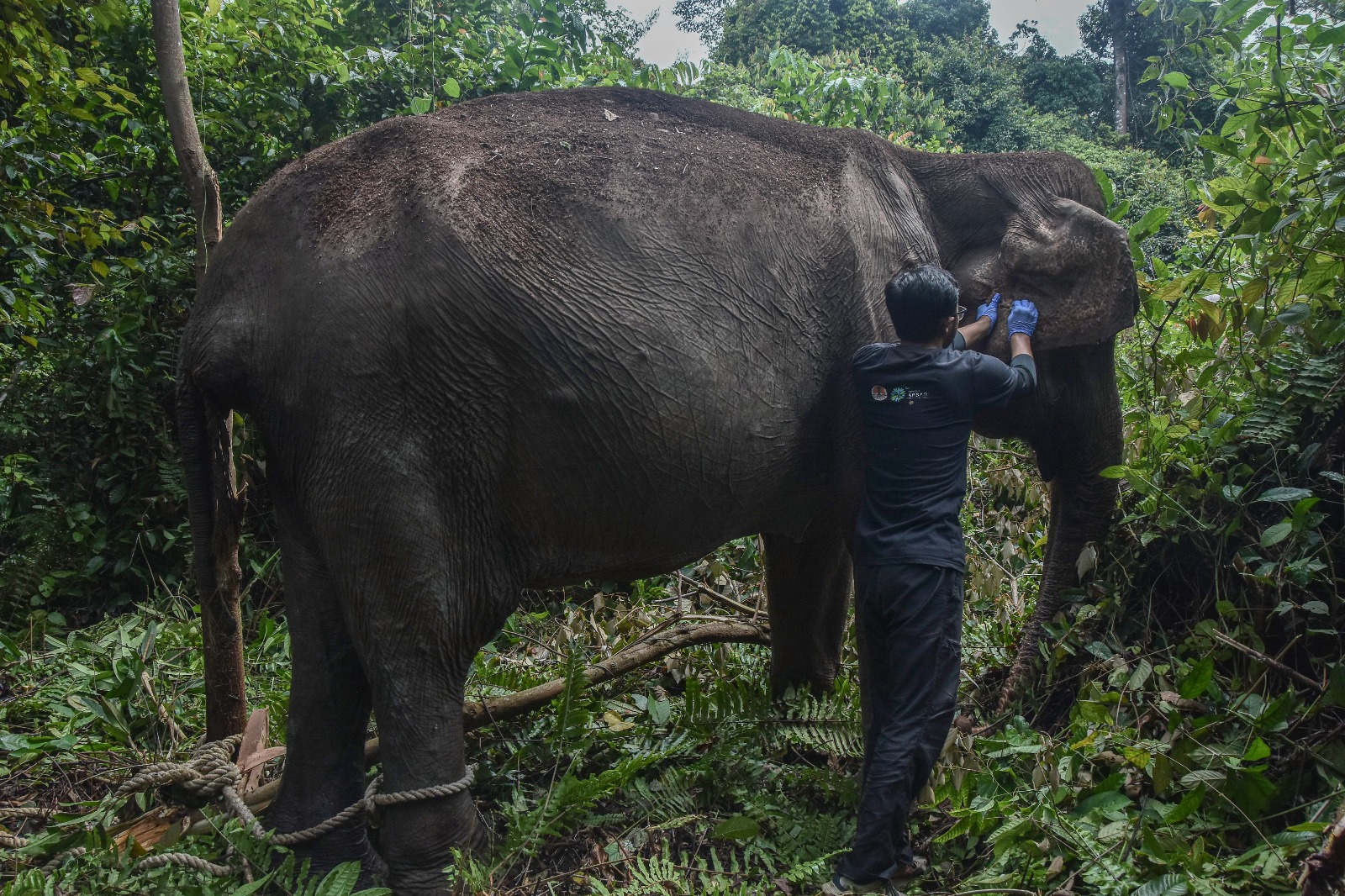 Gajah Sumatra Betina Berusia 60 Tahun di Tesso Tenggara Jalani Pengobatan, Kondisinya Kini Stabil